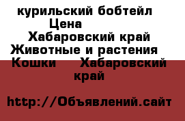 курильский бобтейл › Цена ­ 1 000 - Хабаровский край Животные и растения » Кошки   . Хабаровский край